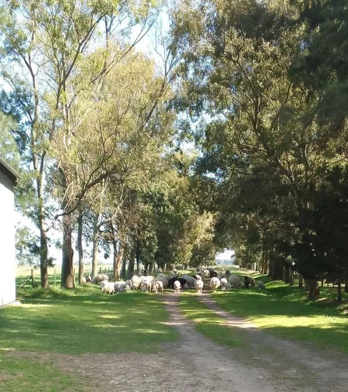 Campo en San Vicente. VENTA - Image 3