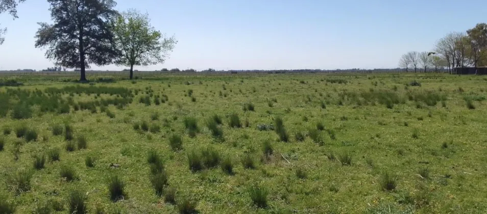 Campo en San Vicente. VENTA - Image 4
