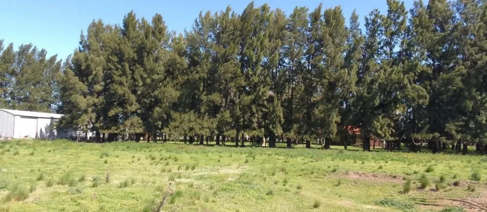 Campo en San Vicente. VENTA - Image 7
