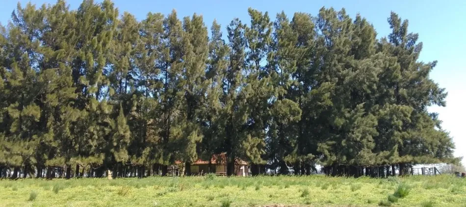 Campo en San Vicente. VENTA - Image 8