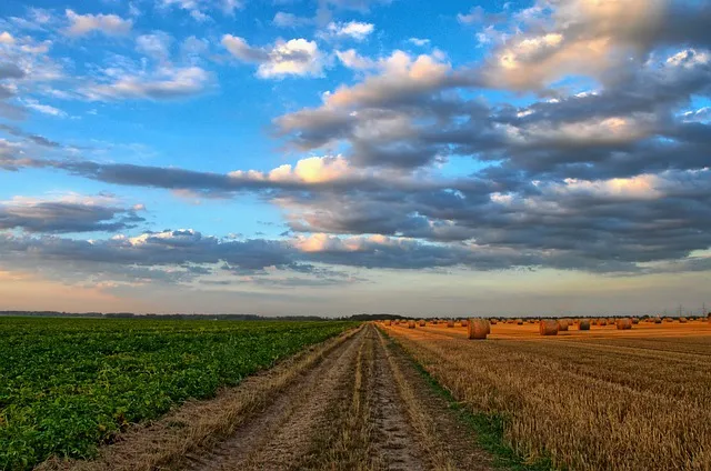Campo En General Madariaga, 5.000 Hectáreas. VENTA - Image 3
