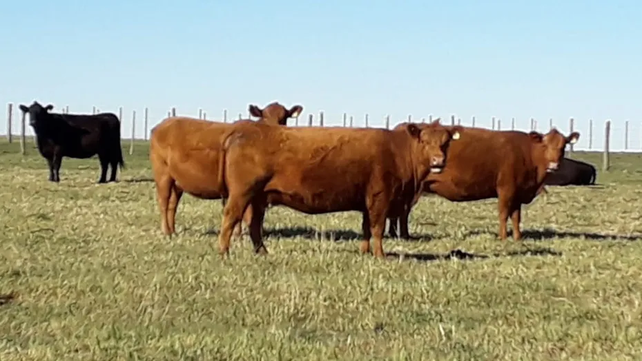 Campo 4.625 Hectáreas Sobre Autopista, Bahía Blanca. VENTA - Imagen 12