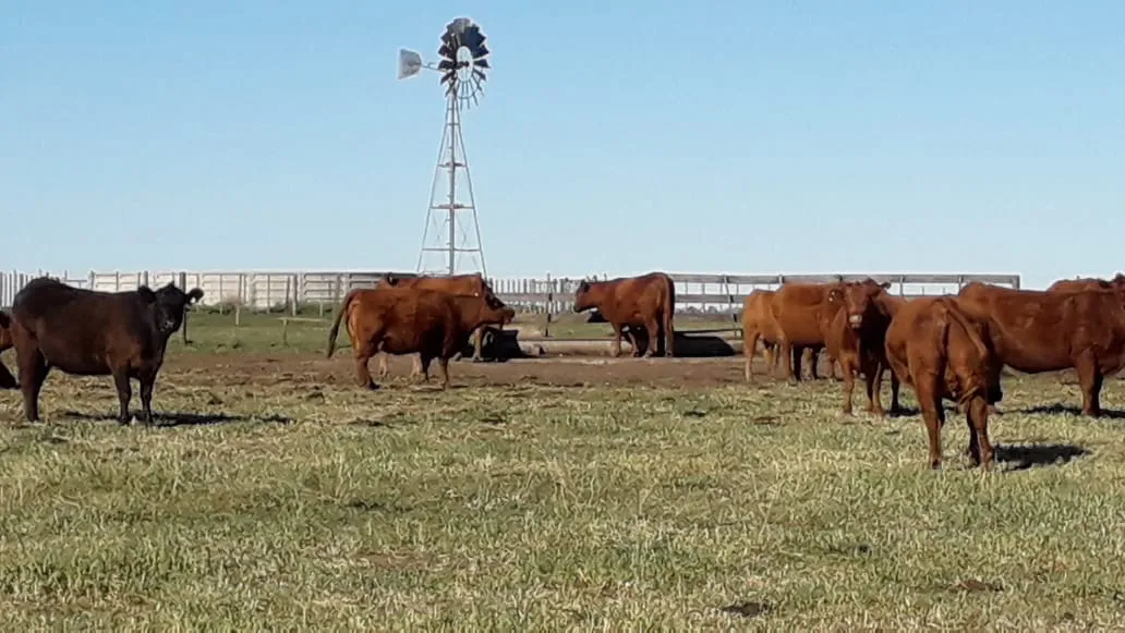 Campo 4.625 Hectáreas Sobre Autopista, Bahía Blanca. VENTA - Imagen 11