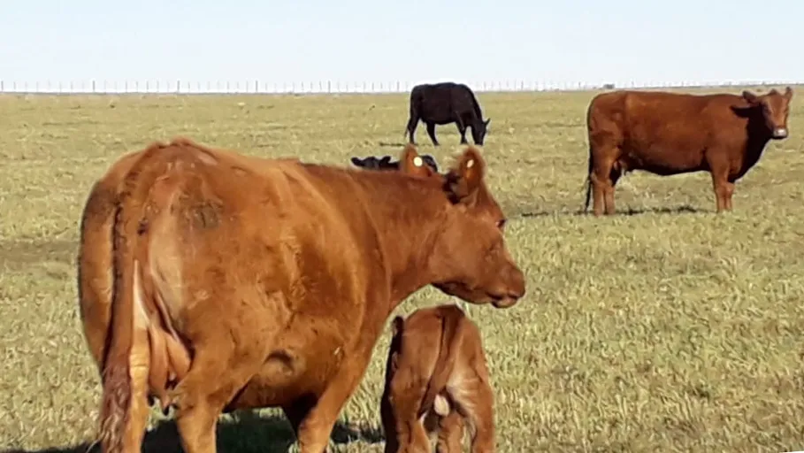 Campo 4.625 Hectáreas Sobre Autopista, Bahía Blanca. VENTA - Imagen 10